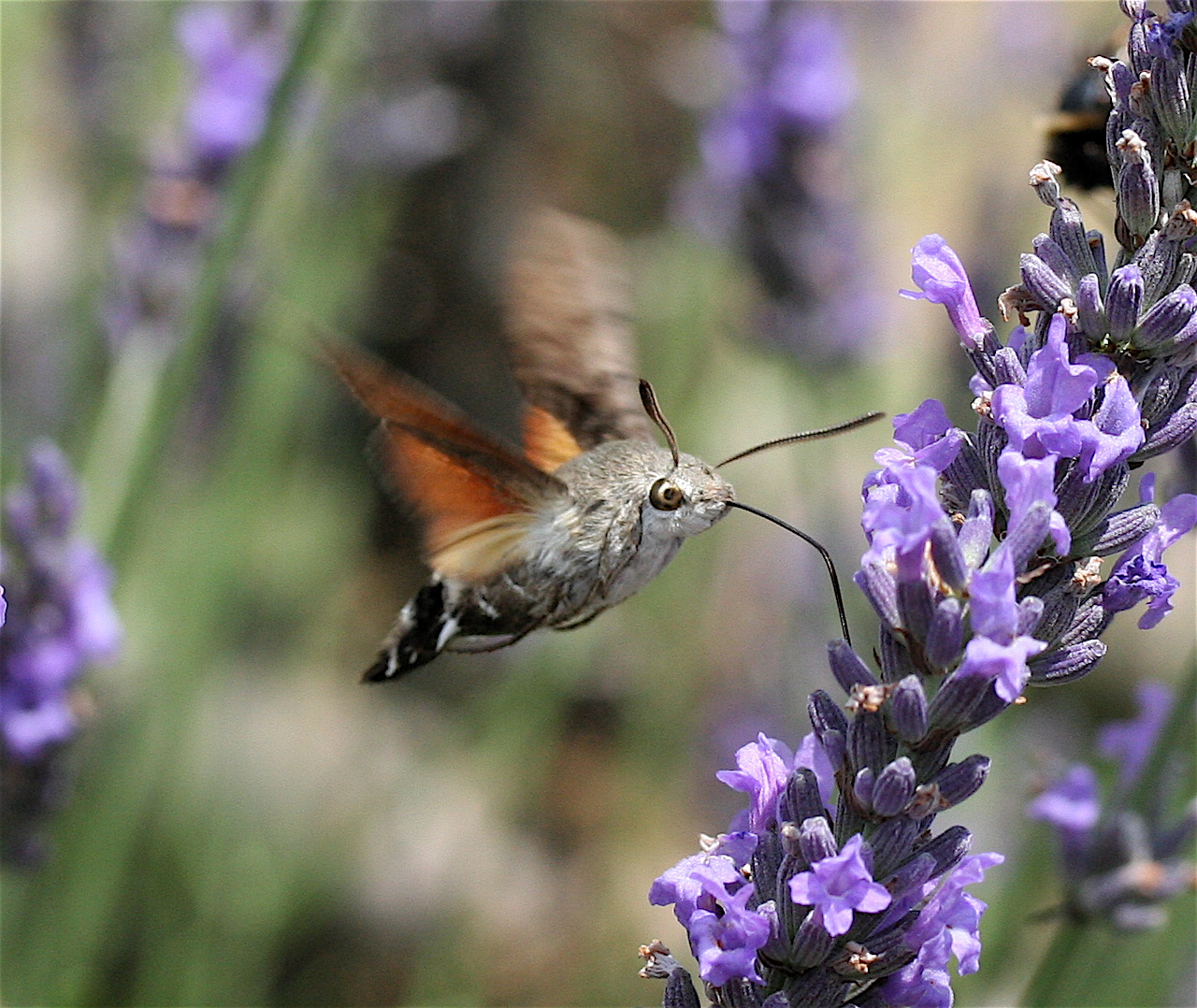 What Do Moths Drink?