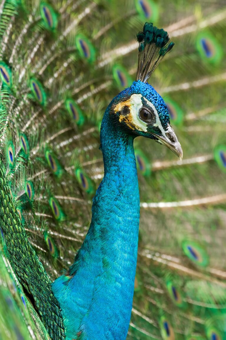 What Do Peacocks Eat? Wild Diet and Feeding Peafowl