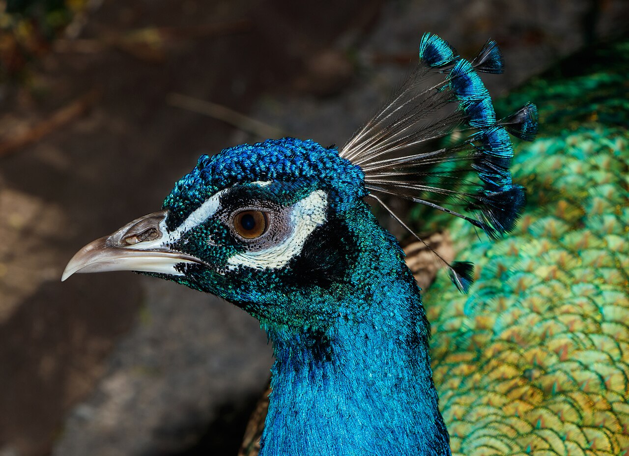 Peacocks and Snakes