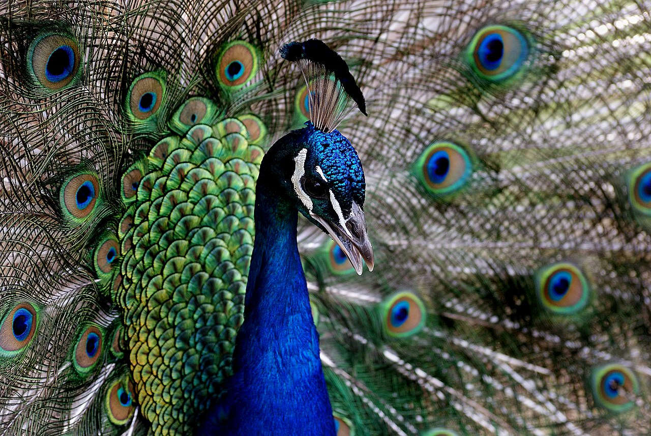 What to Feed Peafowl in Captivity