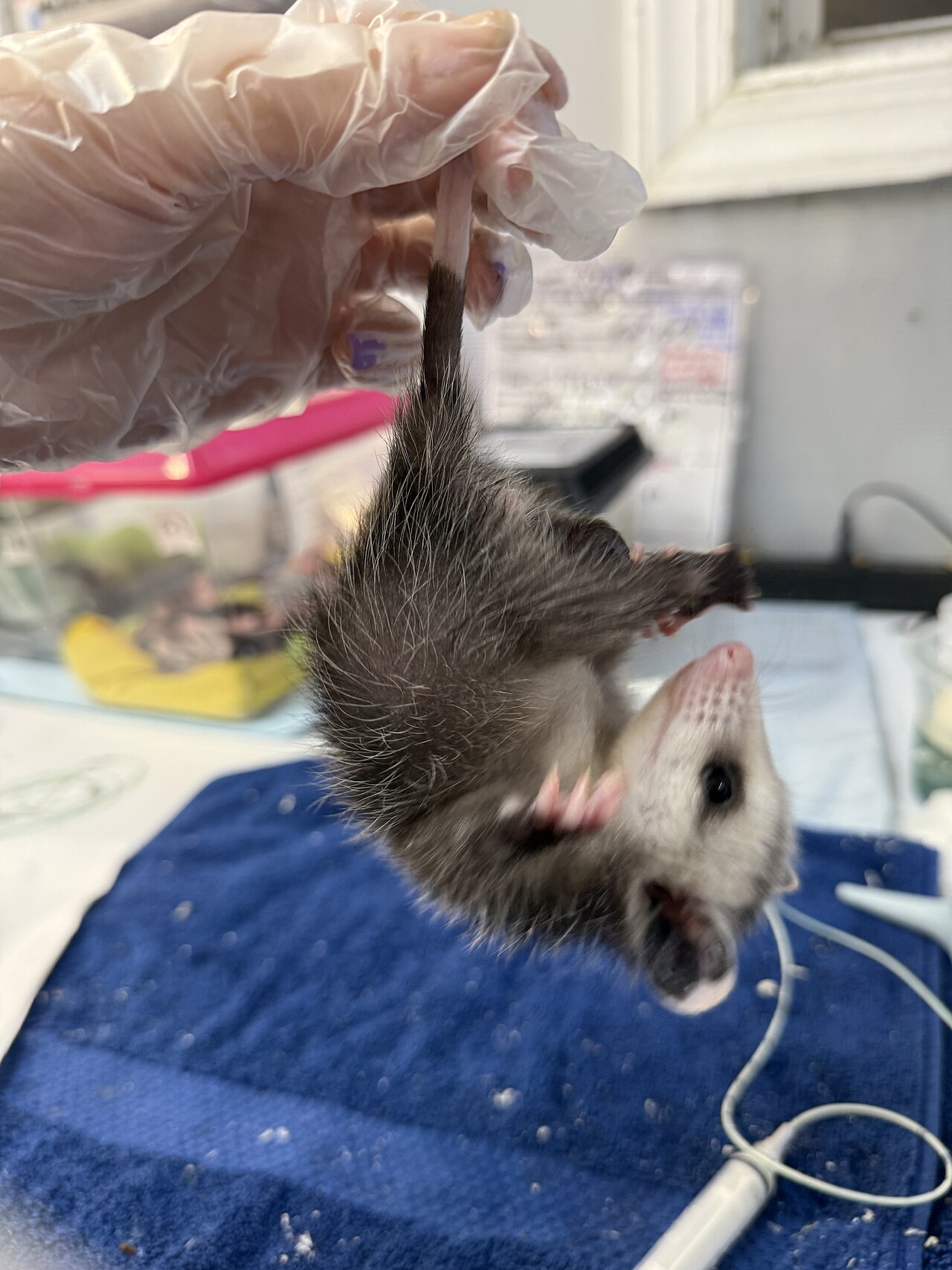 What Do Baby Possums Eat?