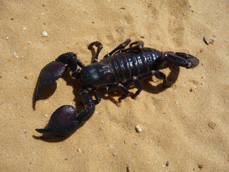 What Do Scorpions Eat? Diet, Hunting, and Feeding