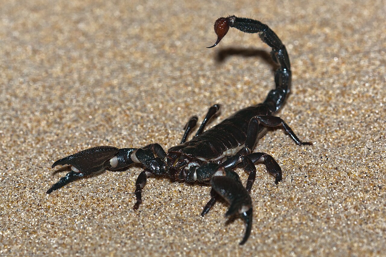 How Scorpions Find Prey Without Seeing It