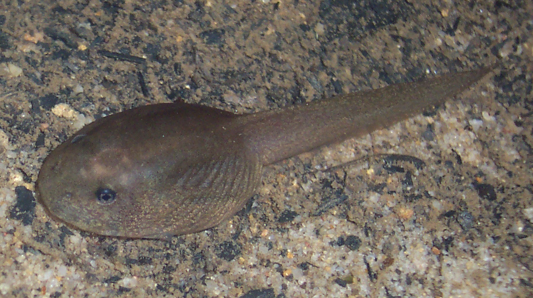 What Do Tadpoles Eat? Wild Diet and Feeding at Home