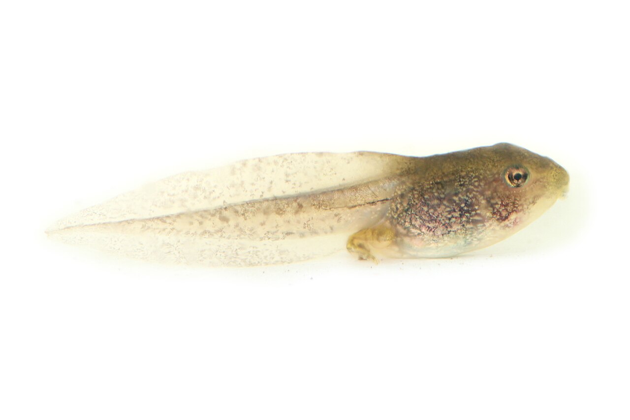 Newly Hatched Tadpoles