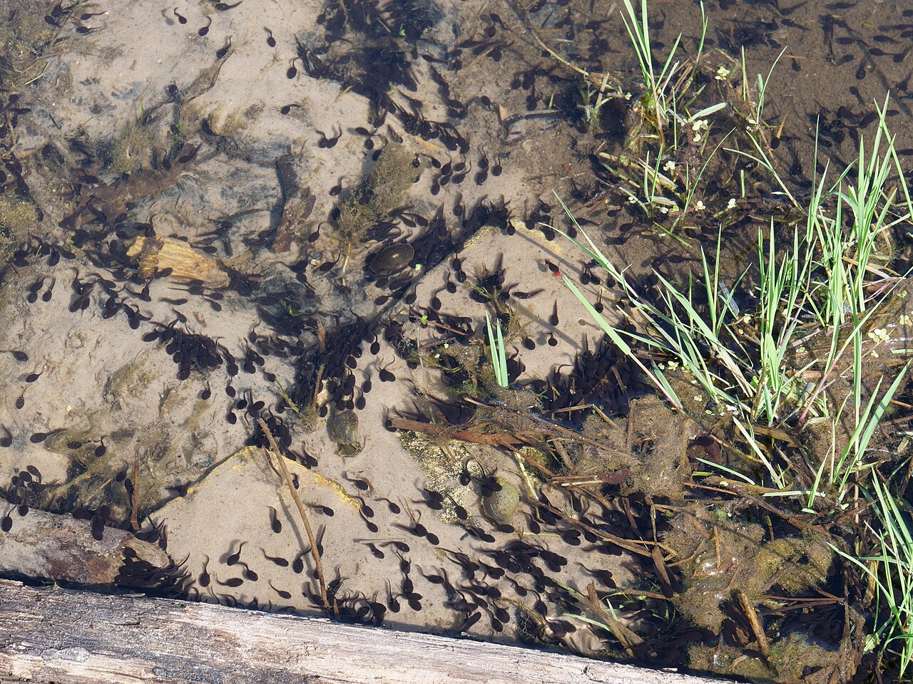 Carnivorous and Cannibalistic Tadpoles