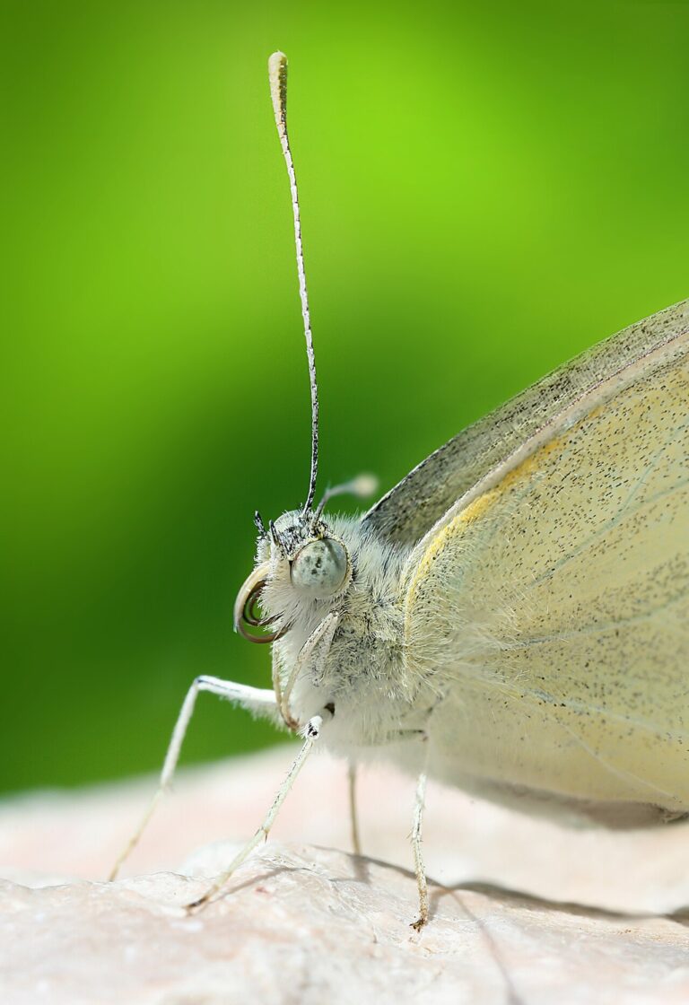 White Butterfly: Species Identification and Spiritual Meaning