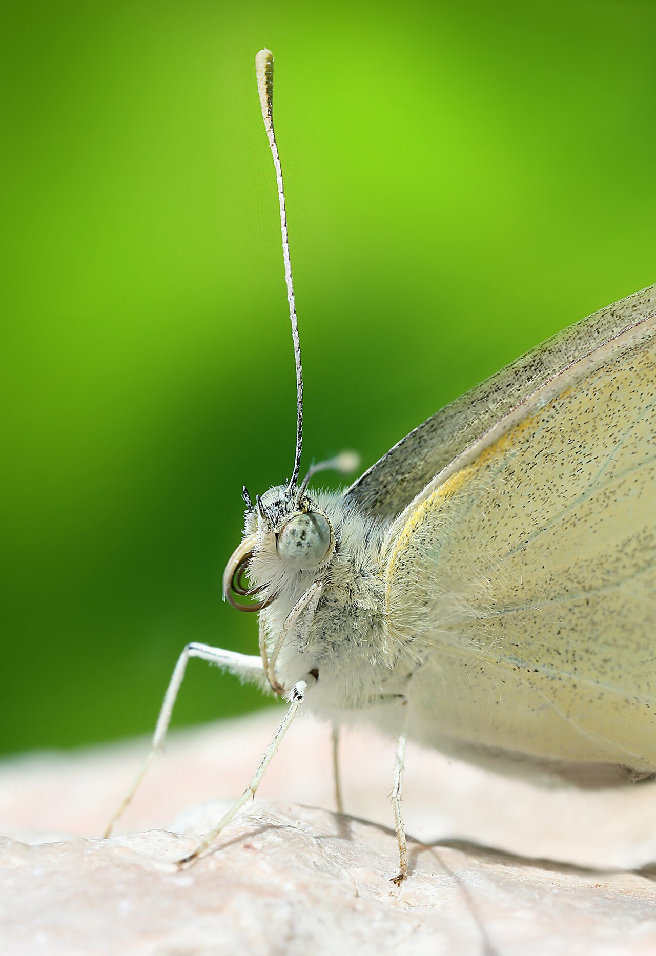 White Butterfly: Species Identification and Spiritual Meaning