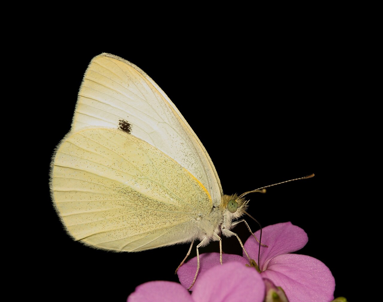 Checkered White: A More Heavily Marked Cousin