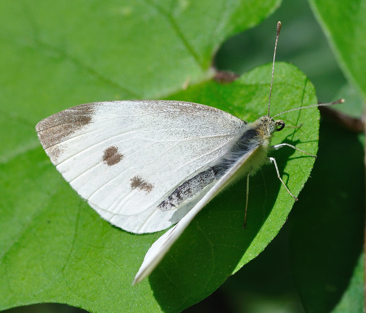 Western White and Regional Variations