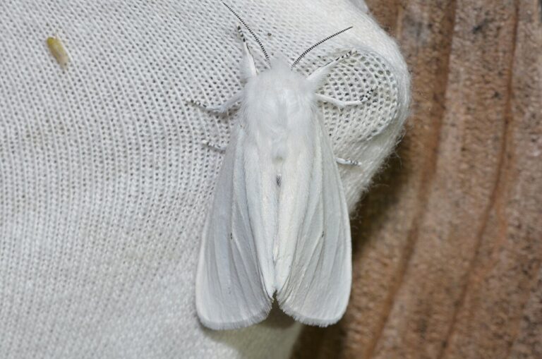 White Moth: Identification, Meaning, and Household Species