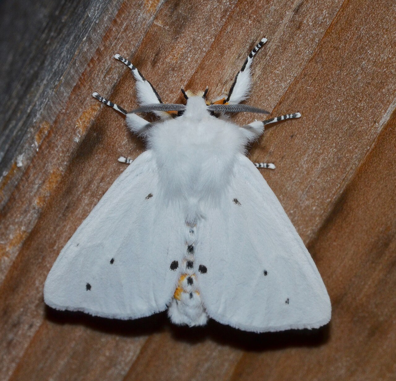 White Moth With Black Spots