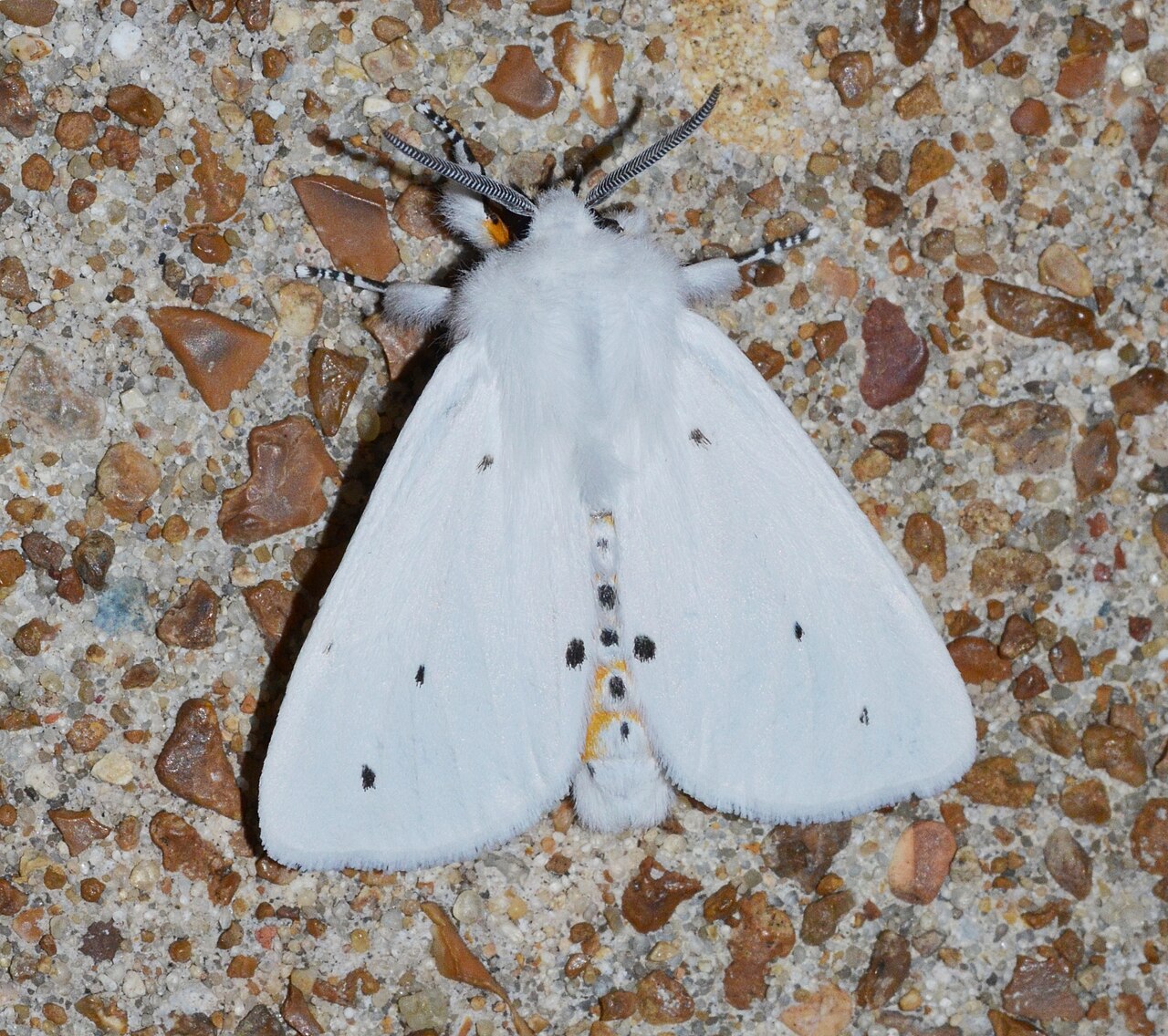 Fall Webworm and White Satin Moths