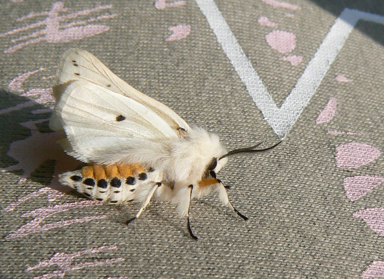 White Moth Meaning: Souls, Spirits, and Purity Explained