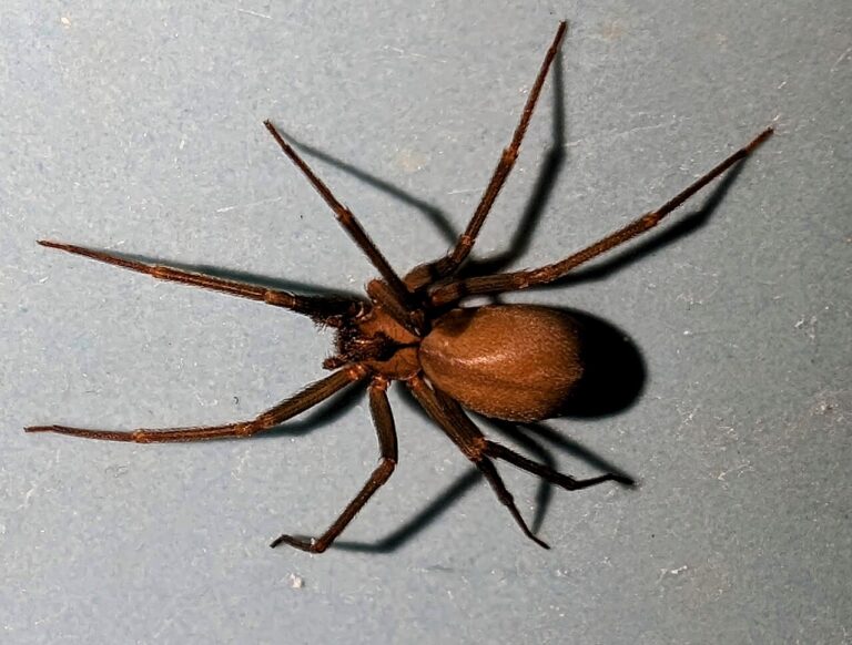Wolf Spider vs Brown Recluse: The Eye Test and More