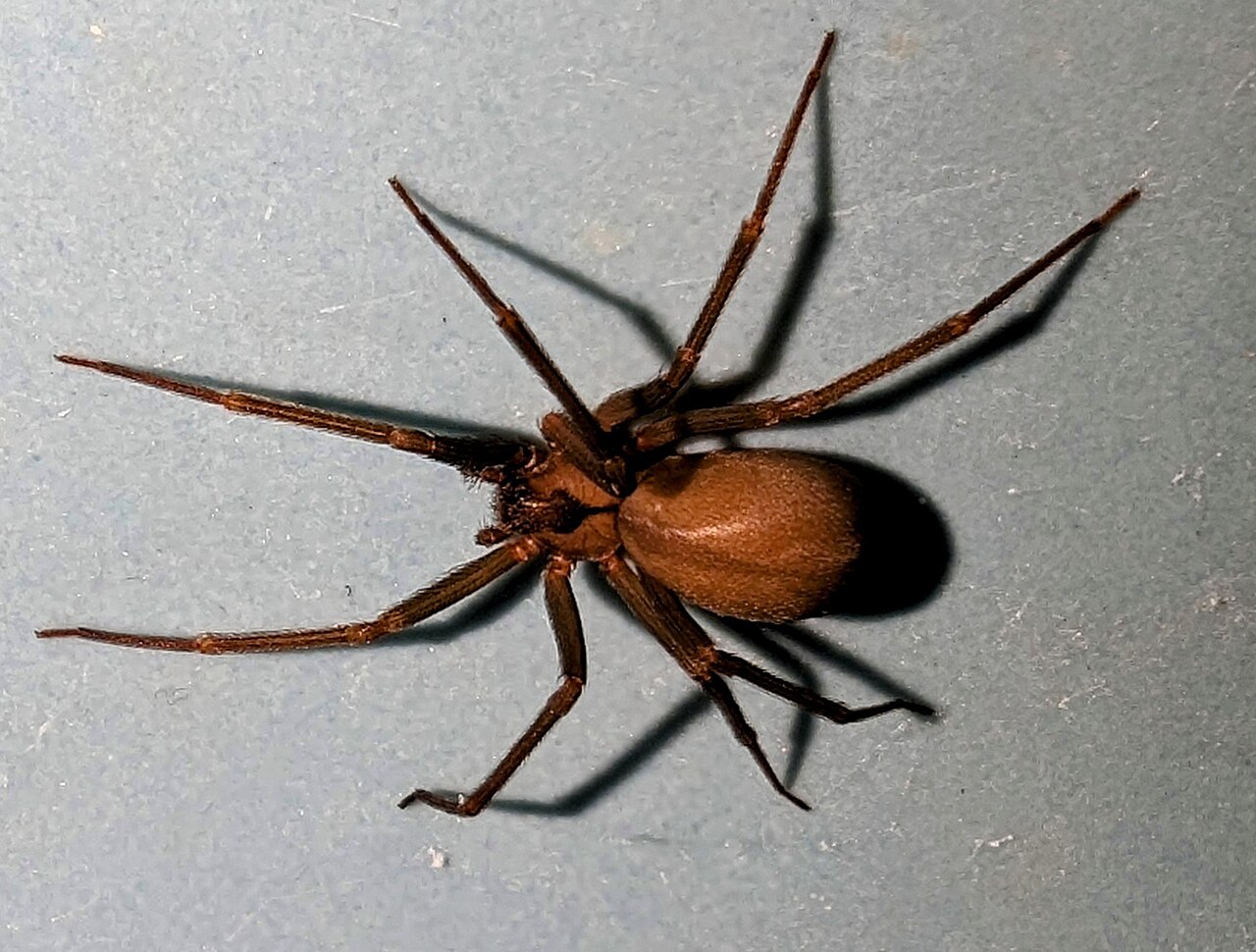 Wolf Spider vs Brown Recluse: The Eye Test and More