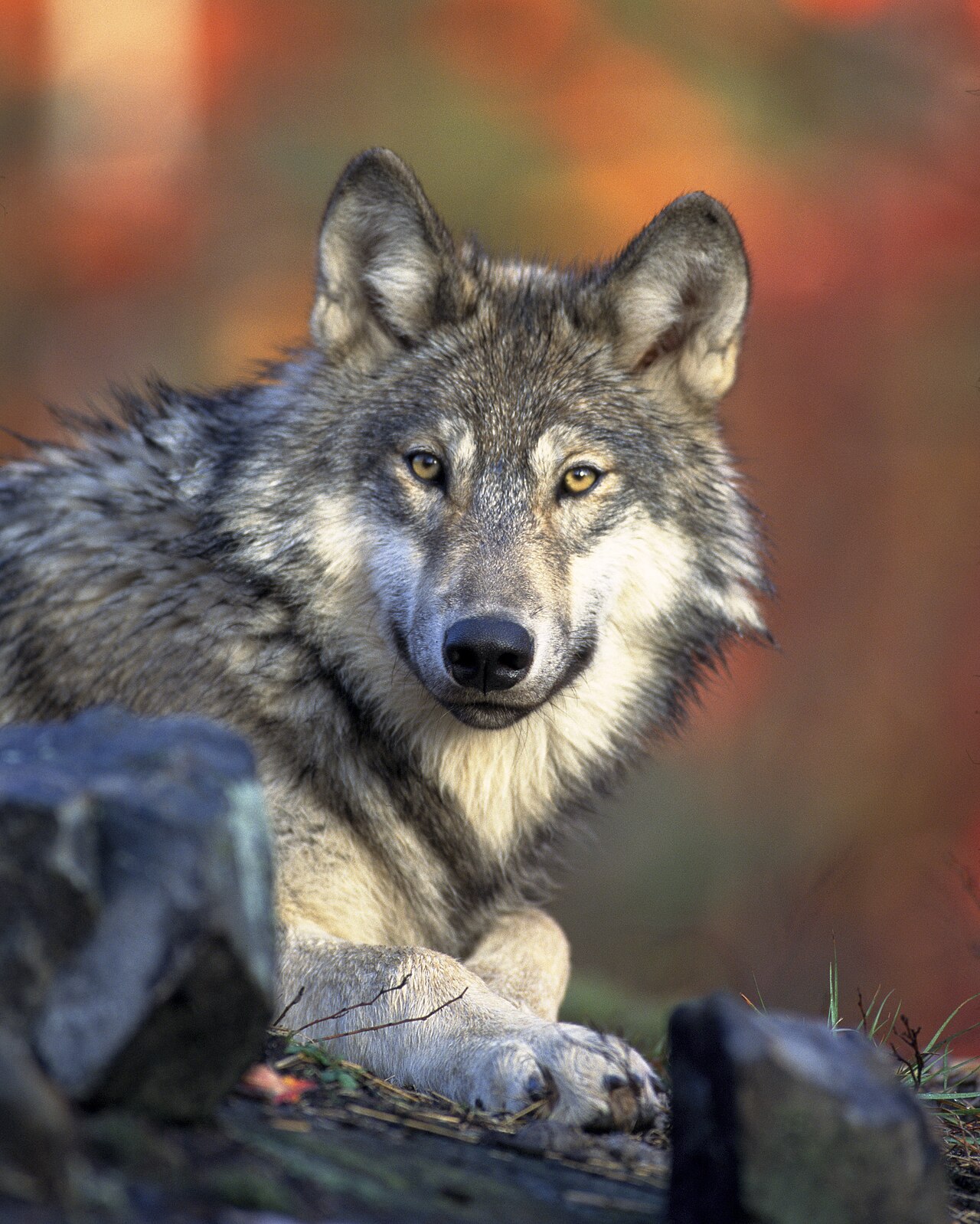 Wolf Tattoo Meaning: Loyalty, Pack, and Family Explained