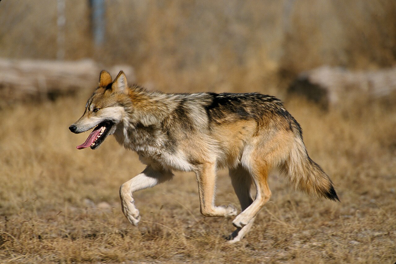 The Howling Wolf: Communication and Connection