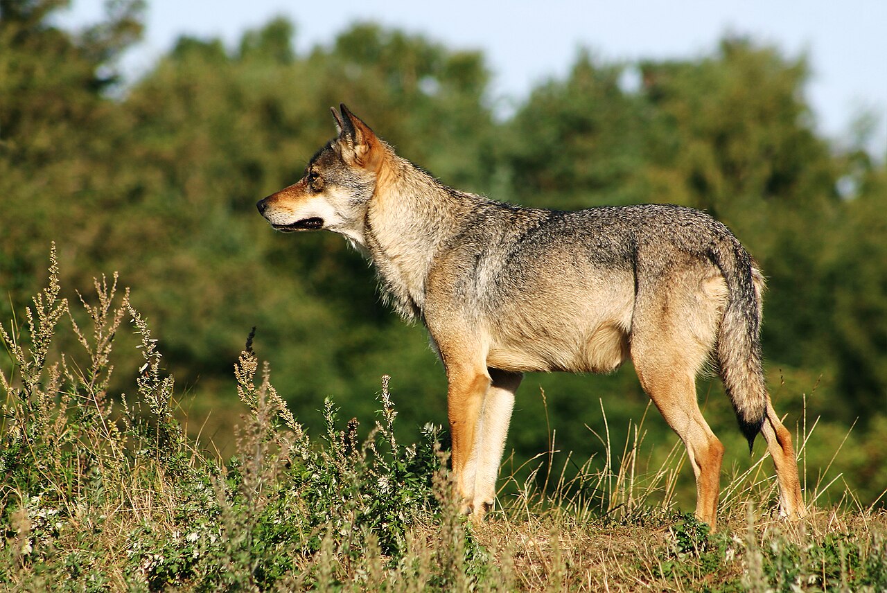 The Lone Wolf: A Frequently Misunderstood Symbol