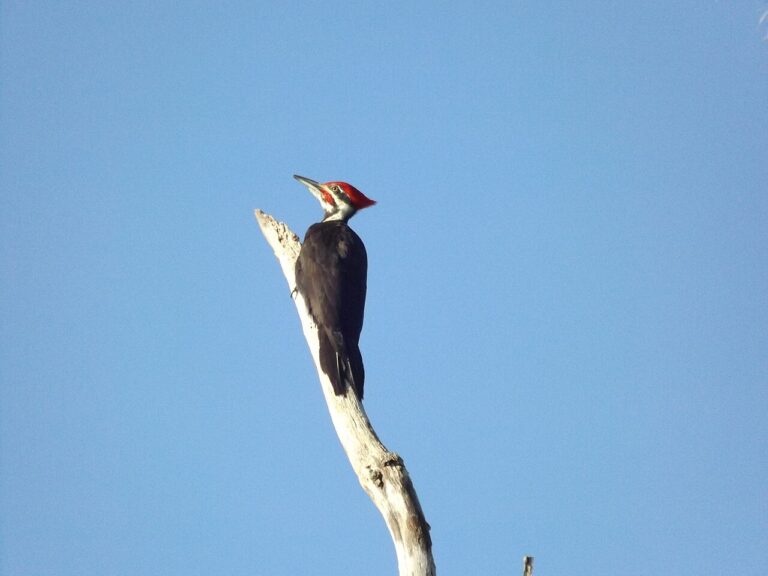 Woodpecker Spiritual Meaning: Persistence Explained