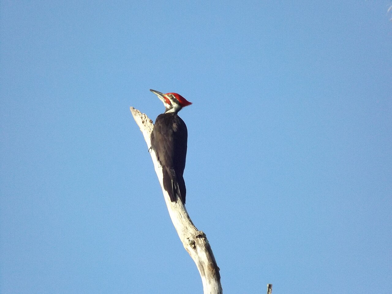 Woodpecker Spiritual Meaning: Persistence Explained