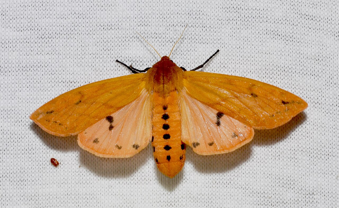What Does a Woolly Bear Turn Into?