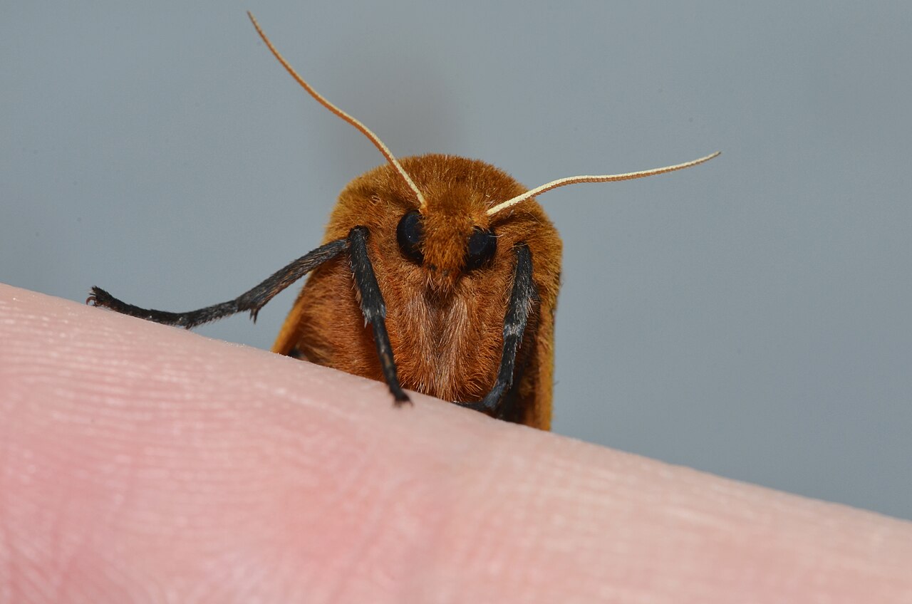 Are Woolly Bear Caterpillars Poisonous?