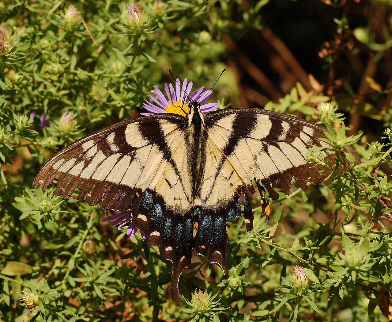 Yellow and Black Butterfly: Identifying 5 Common Species