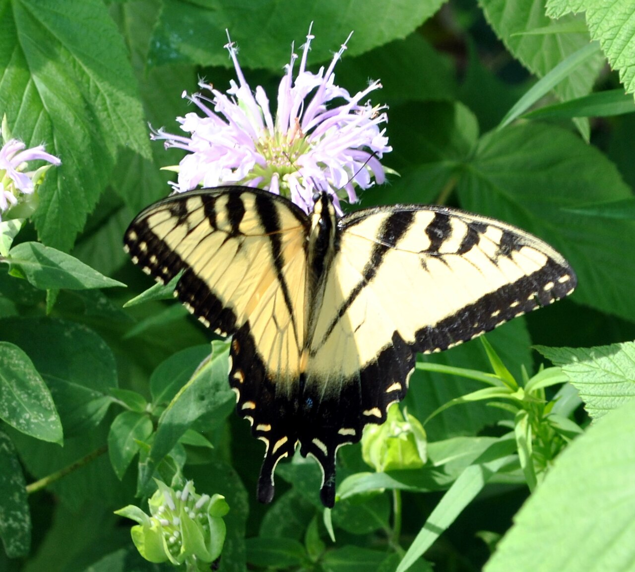 Giant Swallowtail: North America's Largest Butterfly