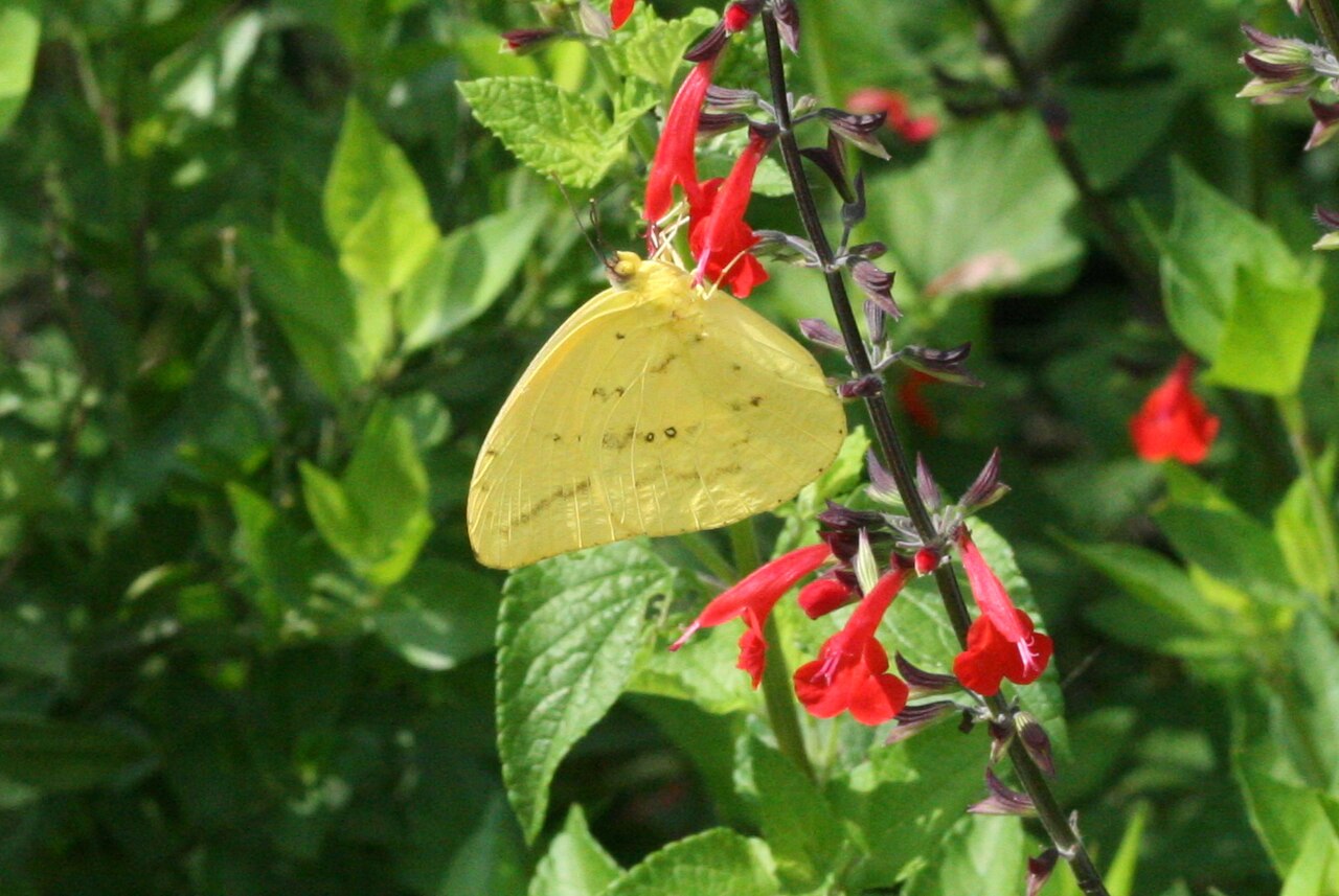Yellow Butterfly: Sulphurs, Swallowtails, and Symbolism