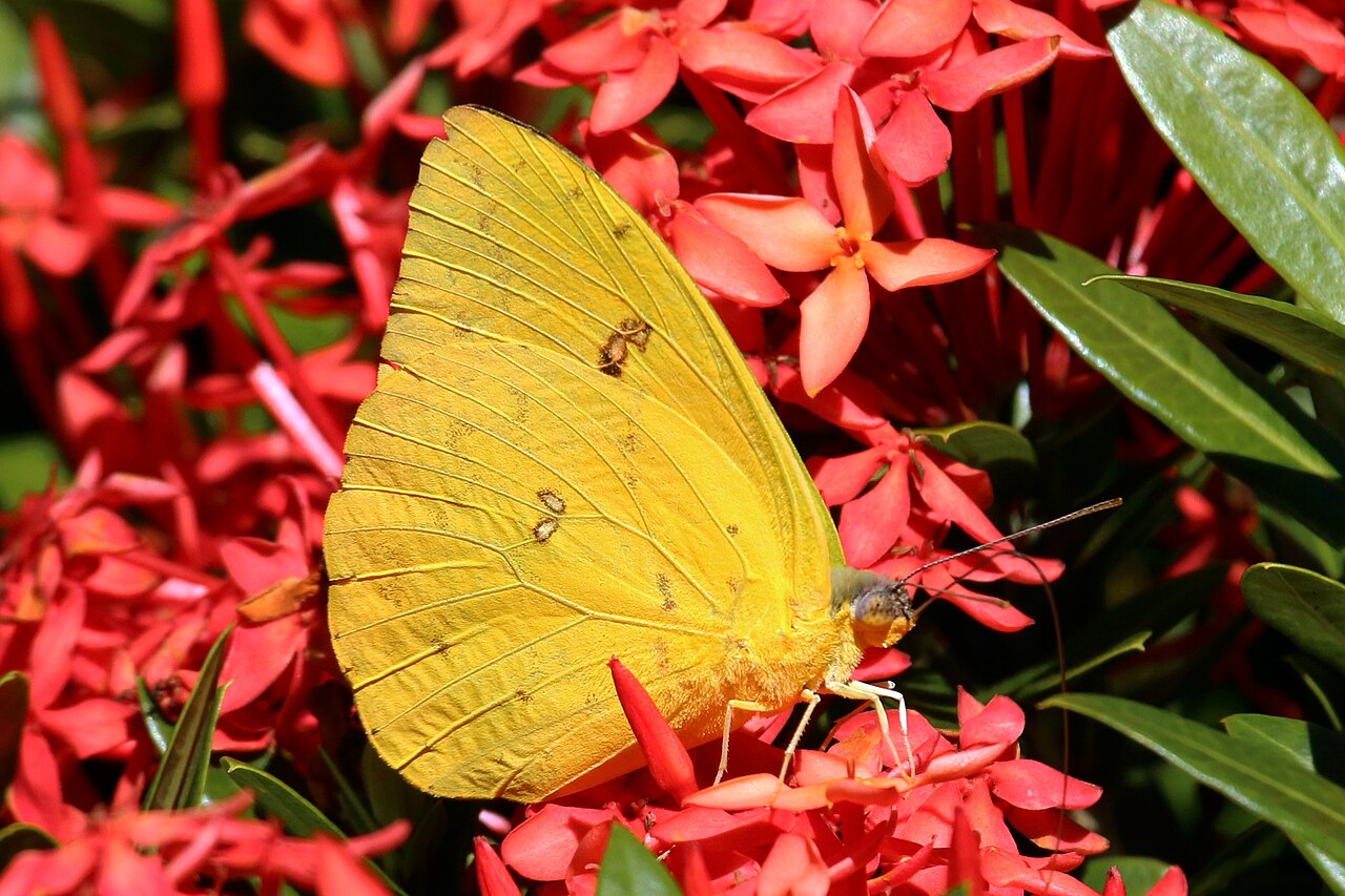 Cloudless Sulphur: Larger and Brighter