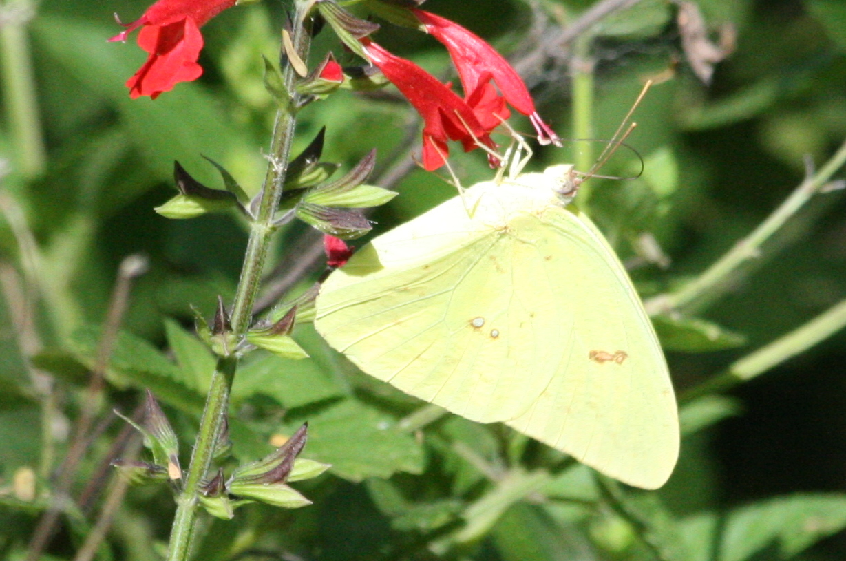 Tiger Swallowtail: The Large Yellow-and-Black Species
