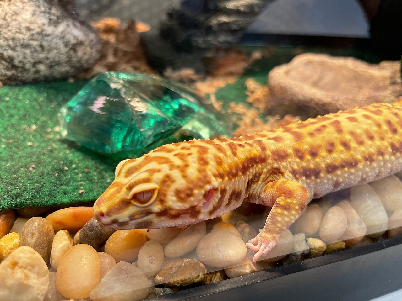 Albino Leopard Gecko: 3 Strains, Prices, and Real Care Needs