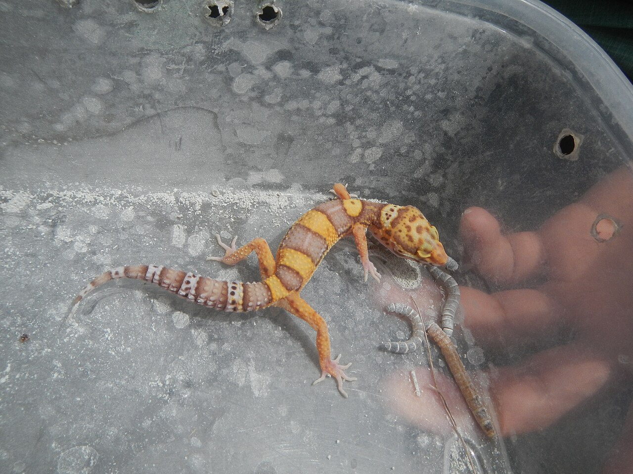The Three Albino Strains: Tremper, Bell, and Rainwater
