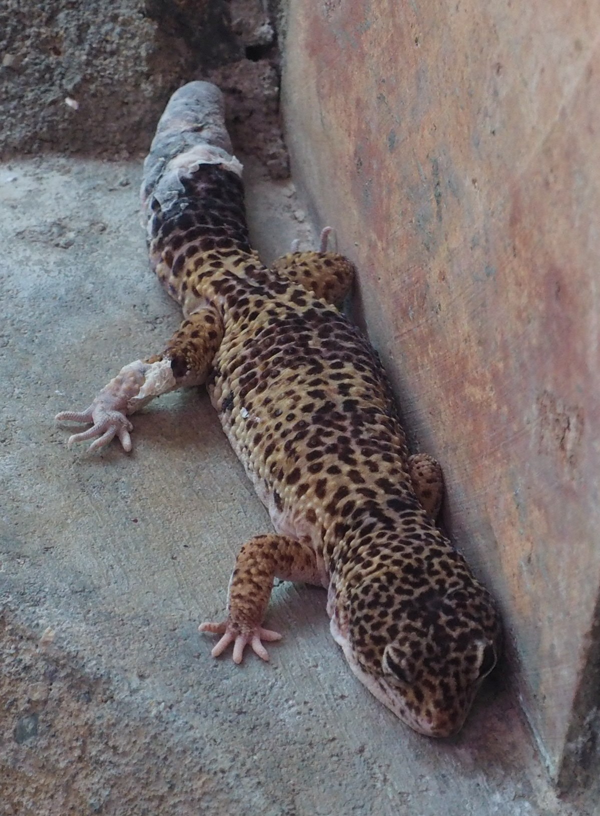 How Much Money Is an Albino Leopard Gecko?