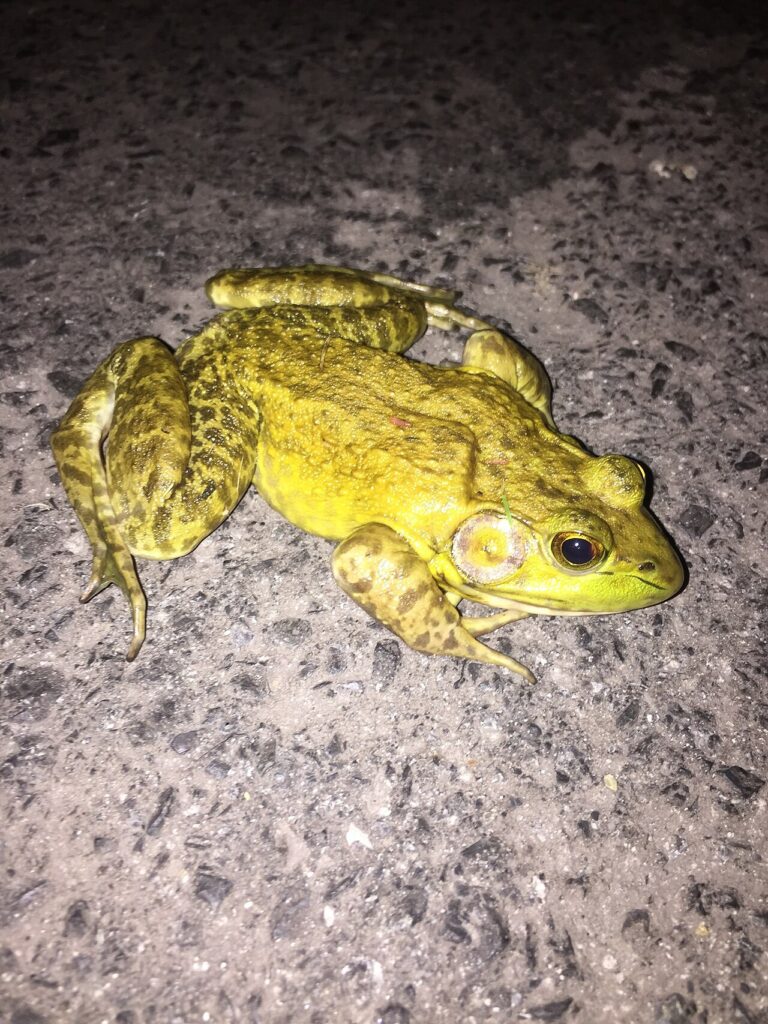 American Bullfrog Identification: Size, Sound and Pond Impact