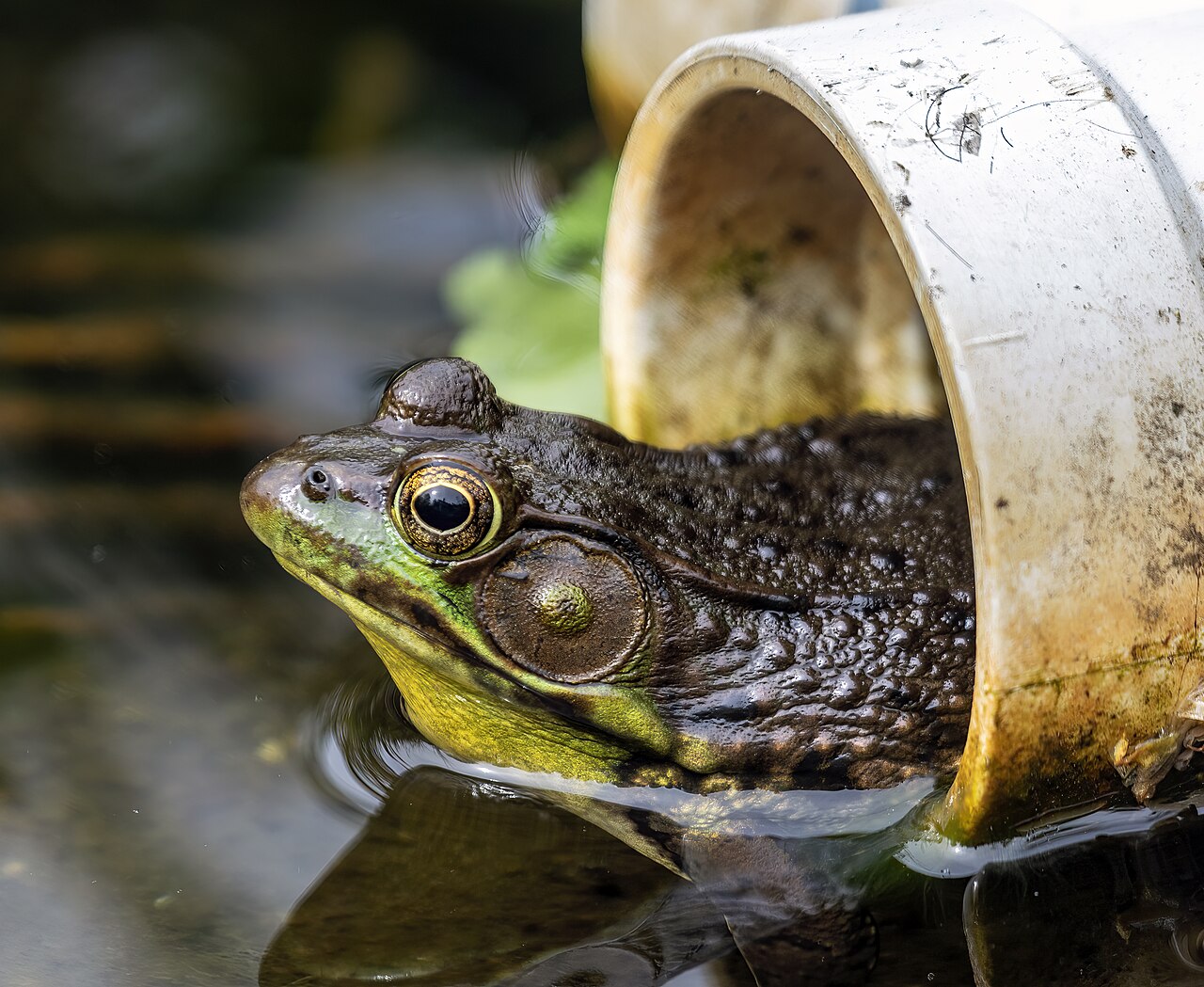 Is the American Bullfrog Invasive?