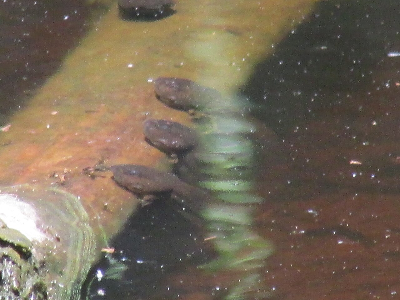 Are Bullfrogs Harmless?