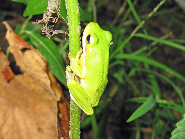 American Green Tree Frog: Identification, Call, Range and Care