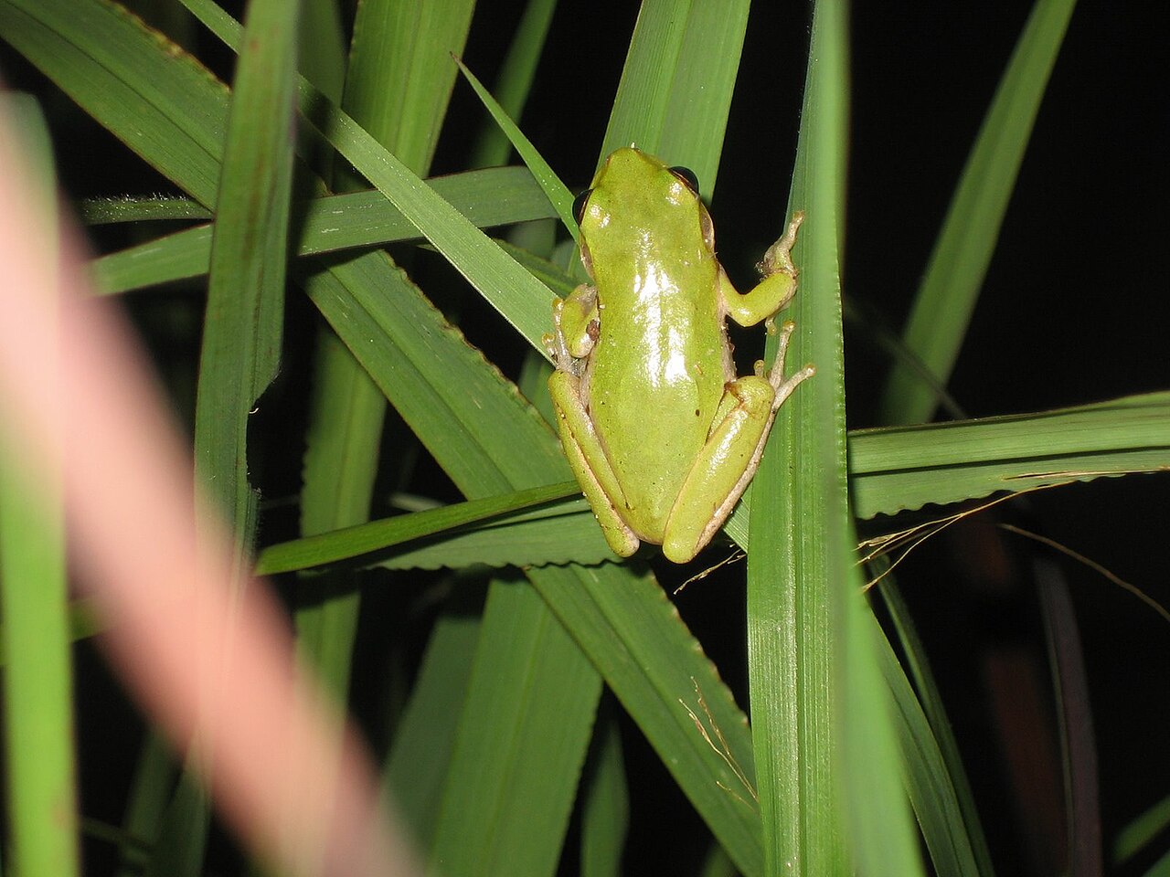 What Do American Green Tree Frogs Eat?