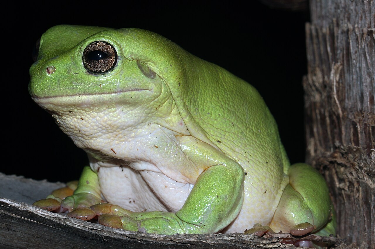 What an American Green Tree Frog Sounds Like