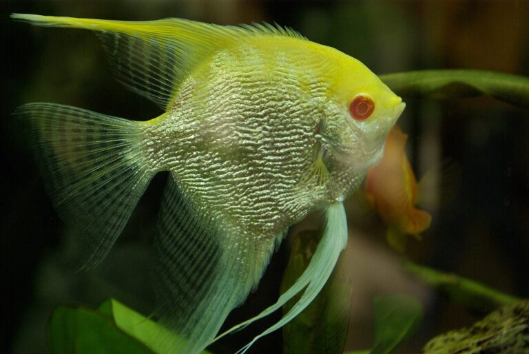 Angelfish Tank Mates: What Works and What Gets Eaten