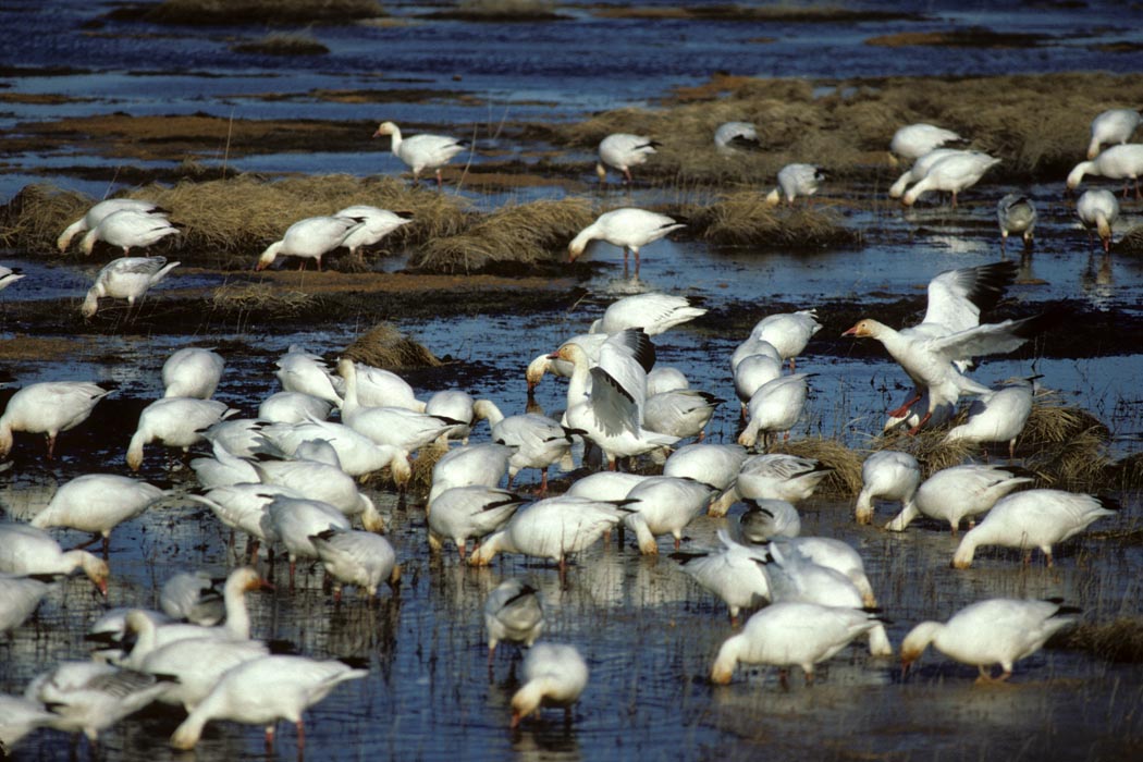 Group Names for Birds