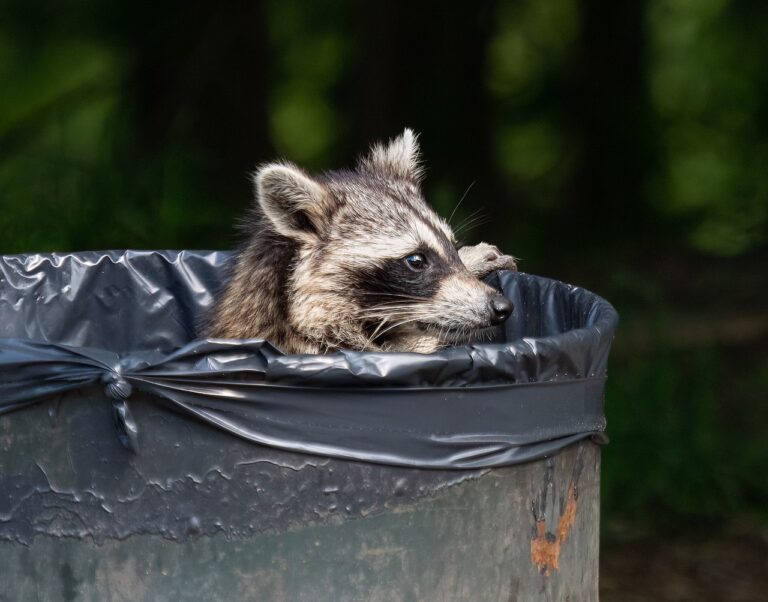 Animal Poop Identification: A Field Guide by Species