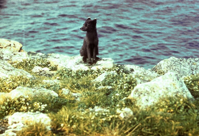 Arctic Fox Adaptations: 9 Traits That Beat 58 Below Zero