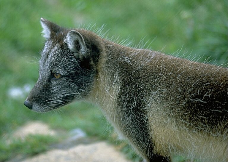 Arctic Fox: Range, Diet and How It Survives 50 Below