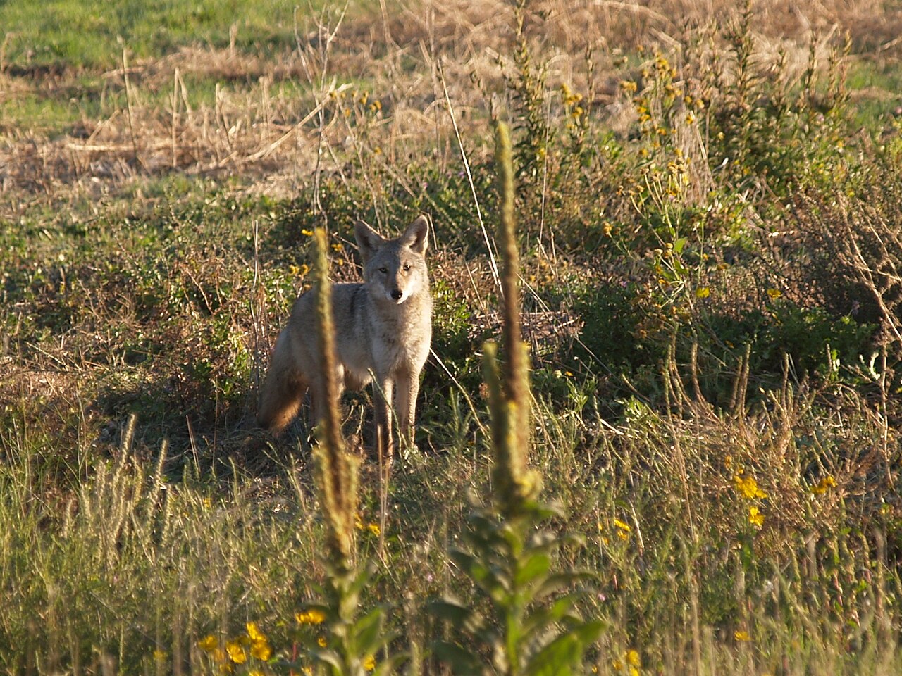 Are Coyotes Nocturnal? No, and Here Is When They Actually Hunt