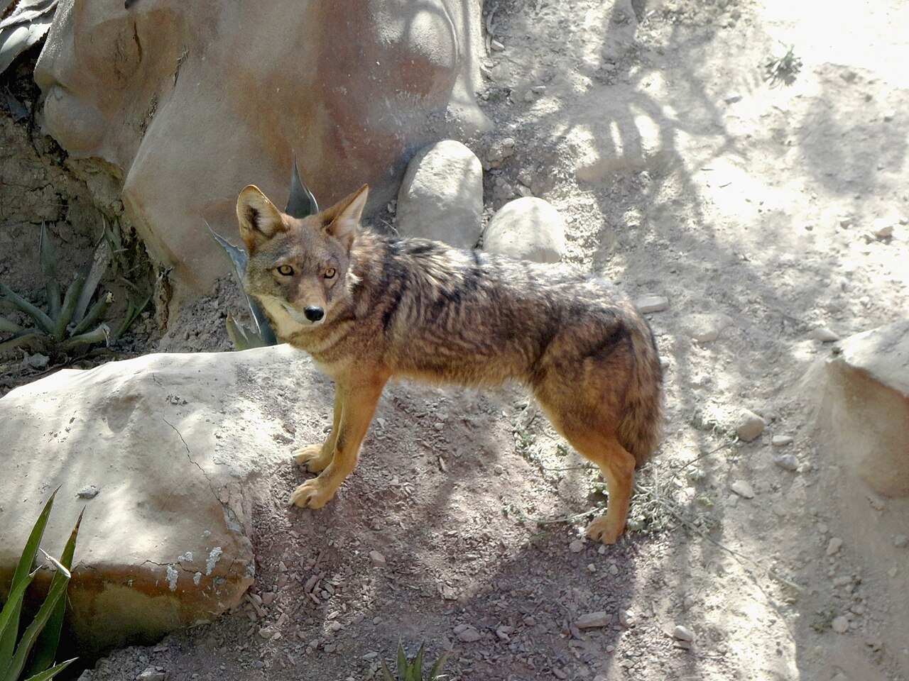 Why Urban Coyotes Shift to the Night