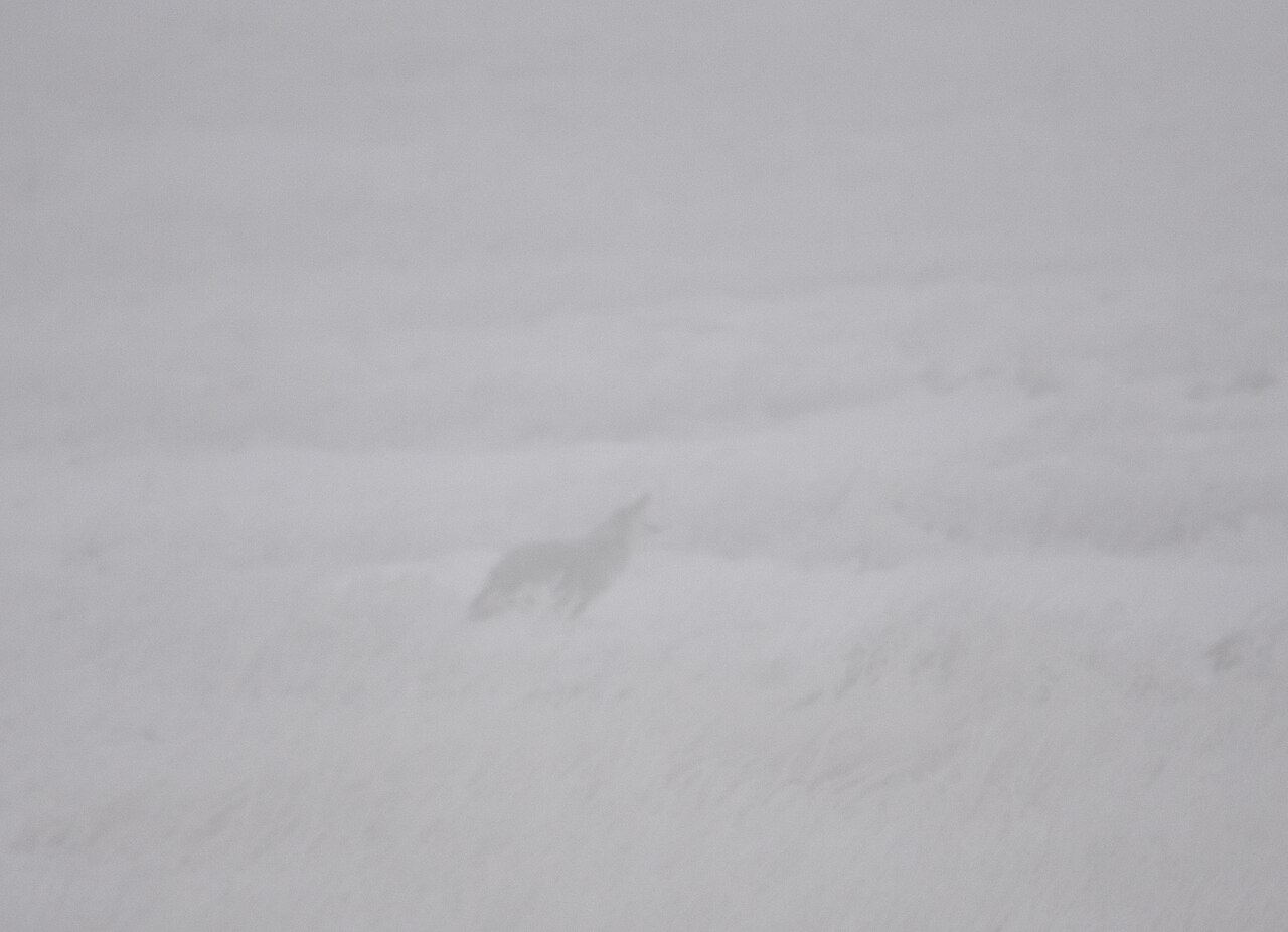 What Does It Mean If You See a Coyote in the Daytime?
