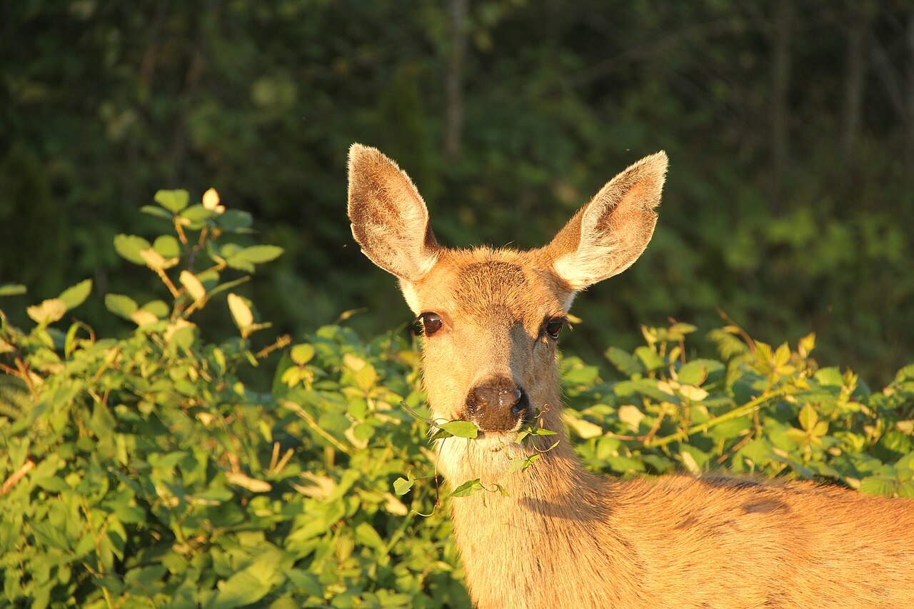Where Do Deer Go During the Day?